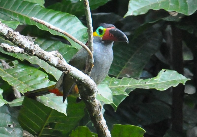 Guianan Toucanet - ML645894330