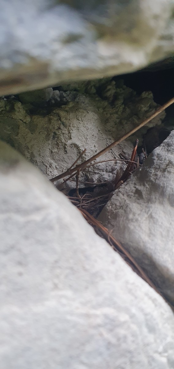 Southern House Wren - ML645894336