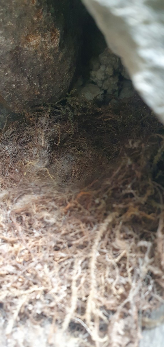 Southern House Wren - ML645894337