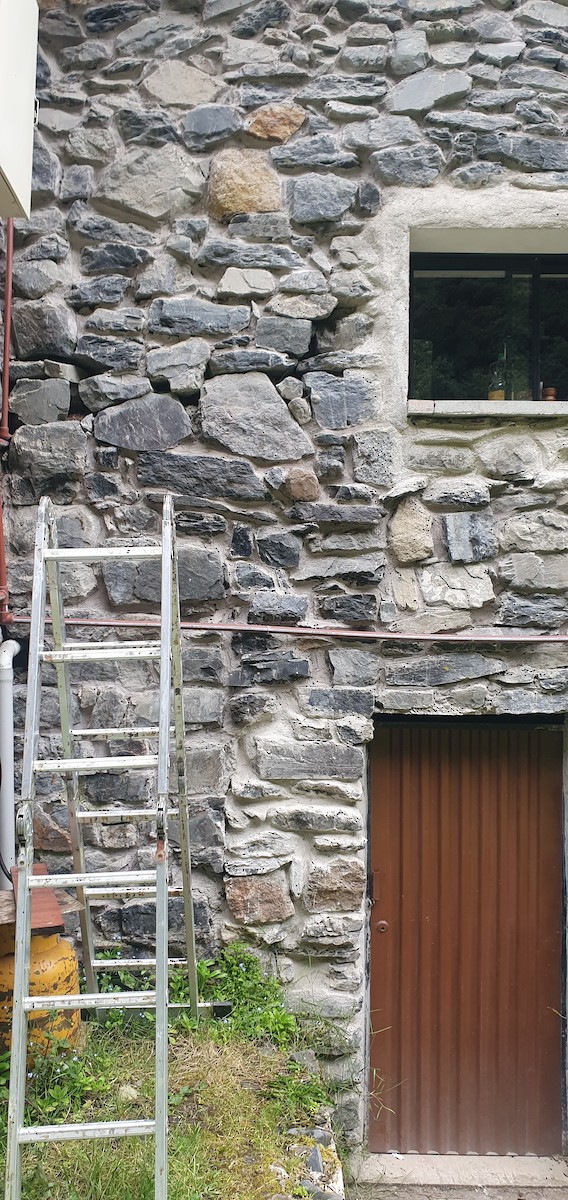 Southern House Wren - ML645894338