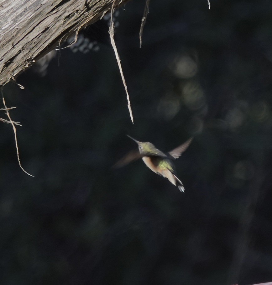Broad-tailed Hummingbird - ML645894346