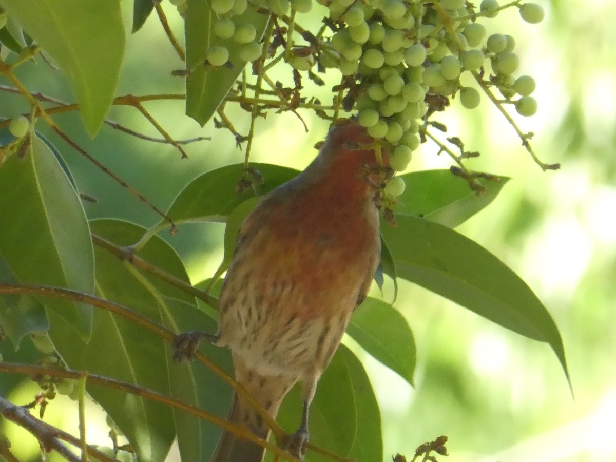House Finch - ML645894349