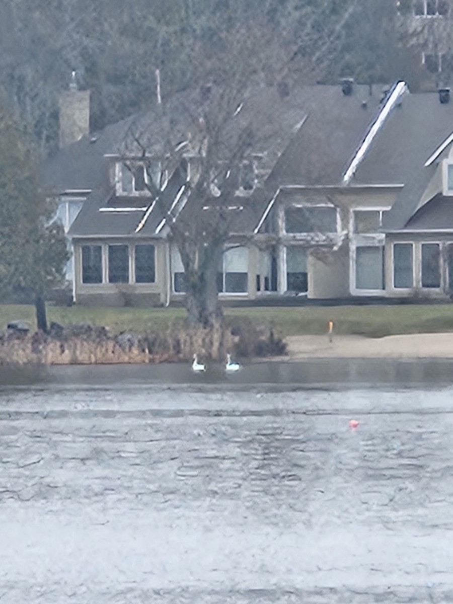 Trumpeter Swan - ML645894361