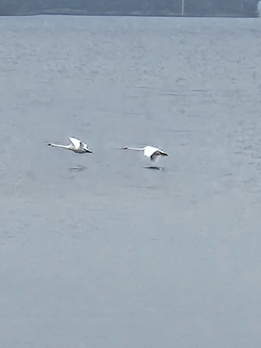 Trumpeter Swan - ML645894362