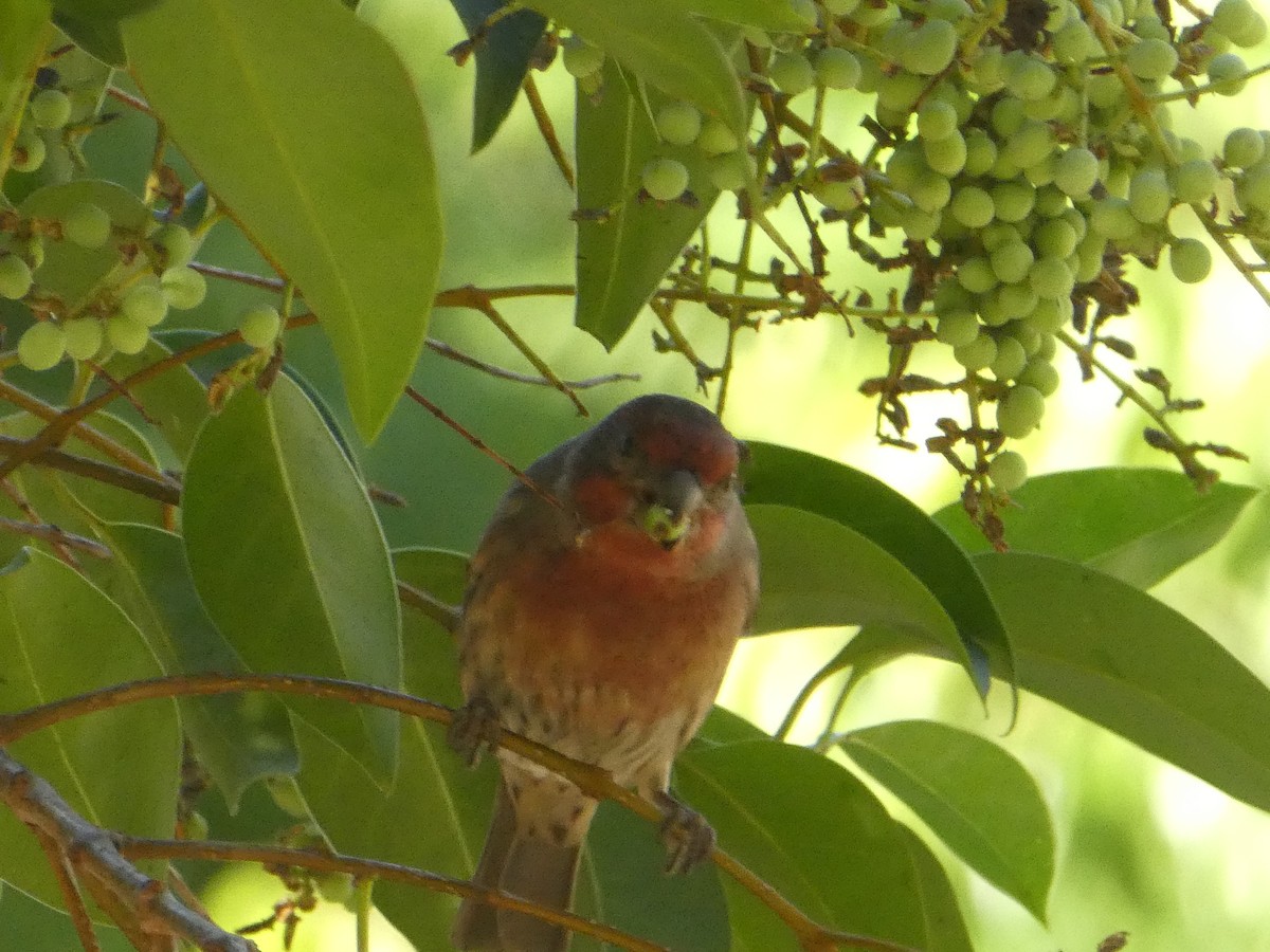 House Finch - ML645894364