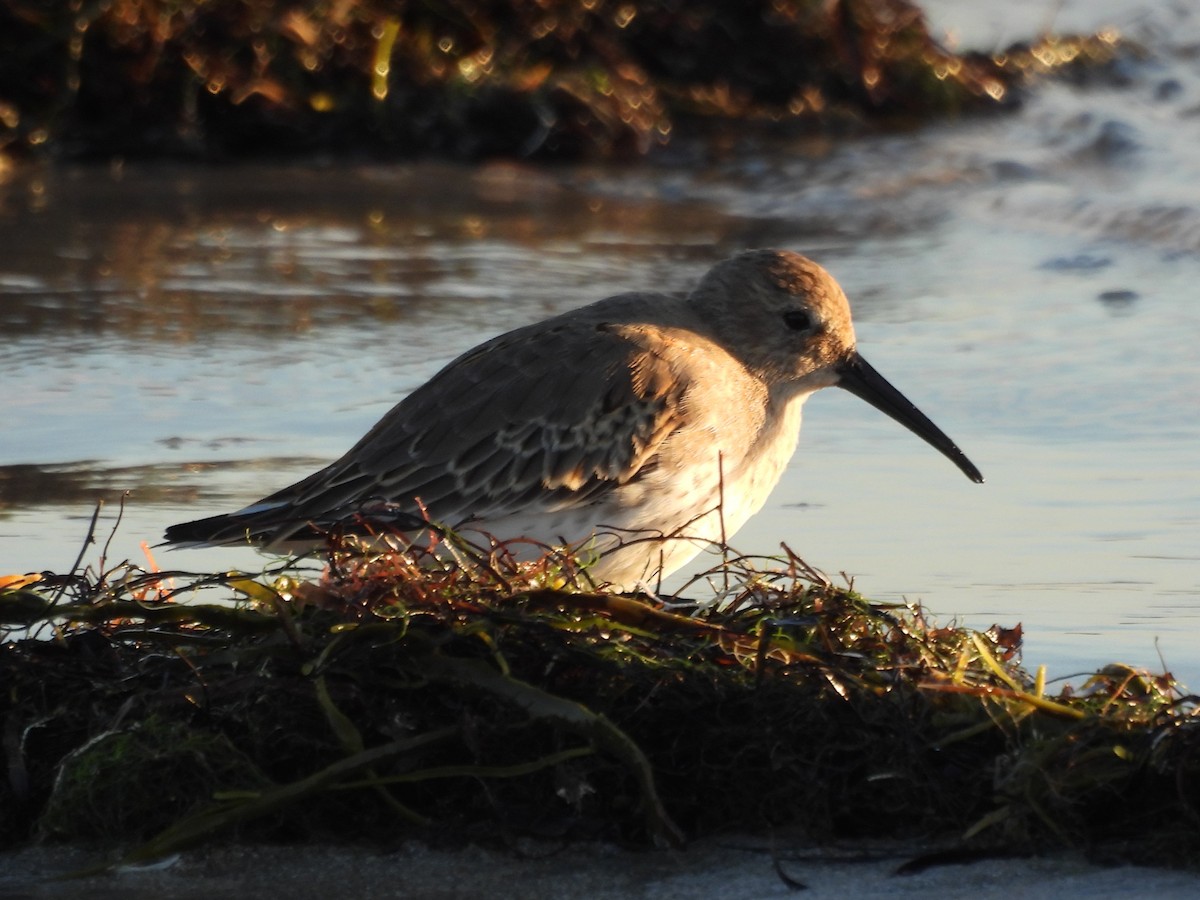 Piovanello pancianera - ML645894366