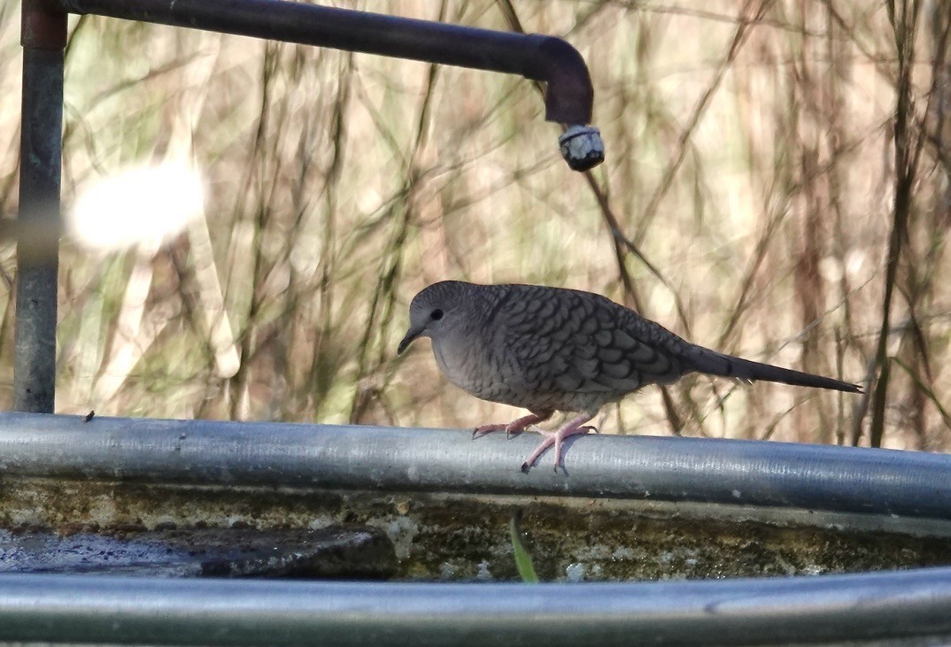 Горличка-інка мексиканська - ML645894368