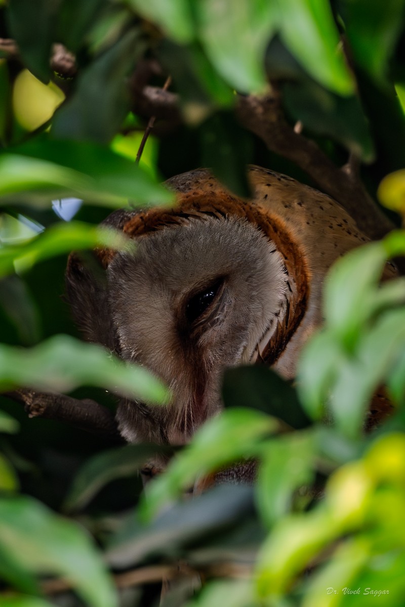 Сипуха східна - ML645894369