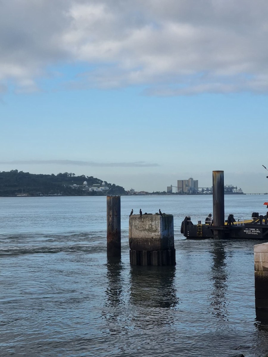 Баклан великий - ML645894370