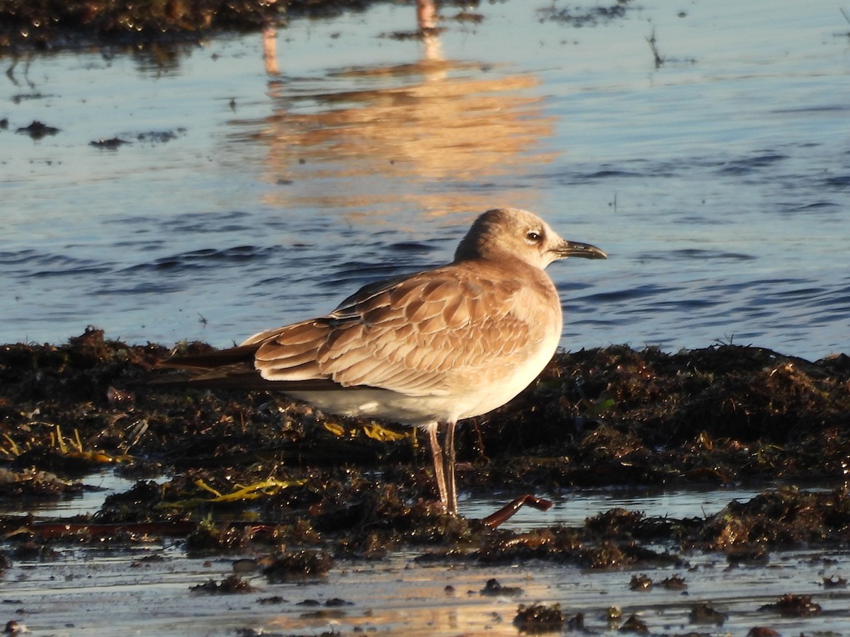 Мартин карибський - ML645894372