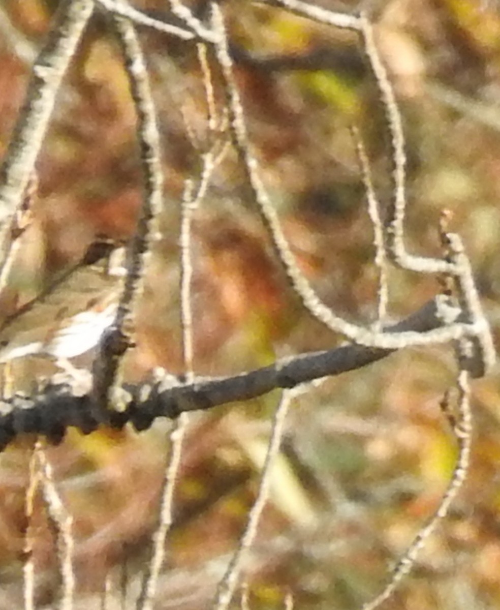 Redwing - ML645894373