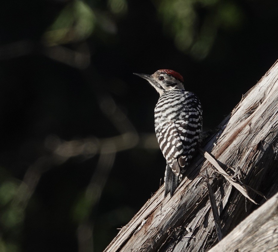 Дятел техаський - ML645894374