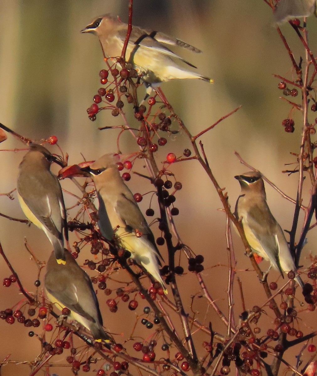 Омелюх американський - ML645894375