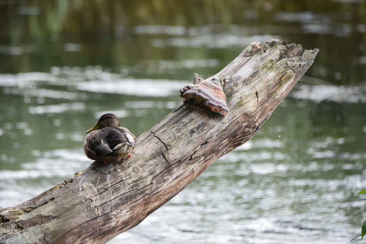 Крижень звичайний - ML645894376