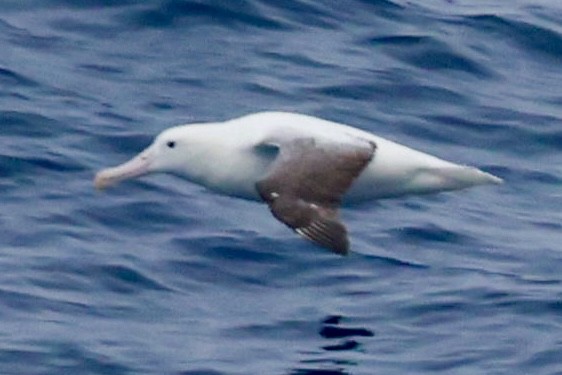 Альбатрос королівський південний - ML645894377
