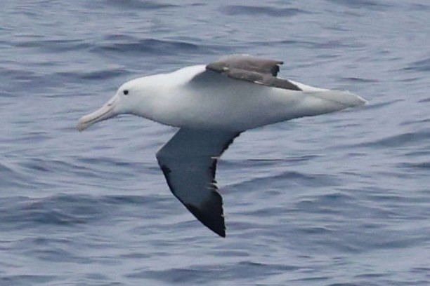 Альбатрос королівський південний - ML645894378