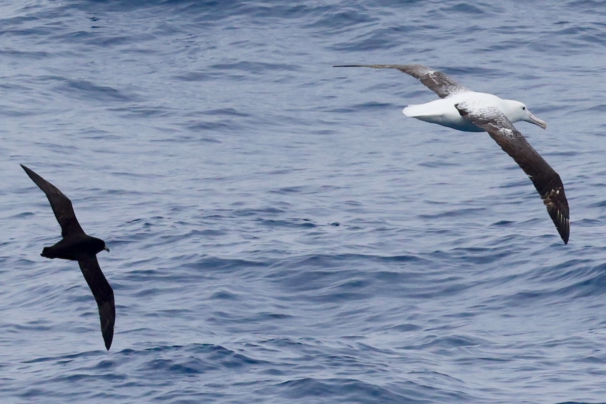 Альбатрос королівський південний - ML645894379