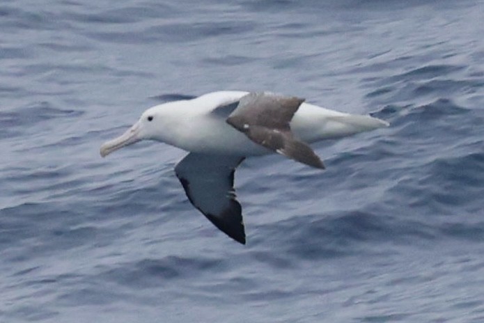 Альбатрос королівський південний - ML645894380