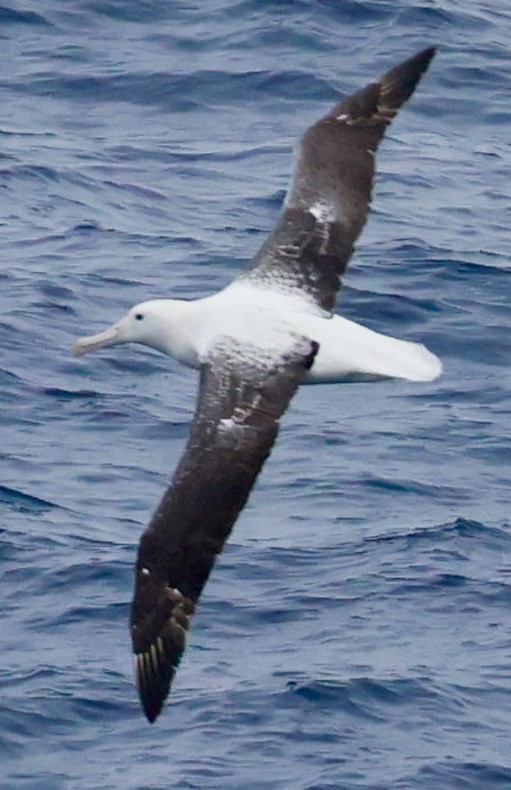 Альбатрос королівський південний - ML645894381