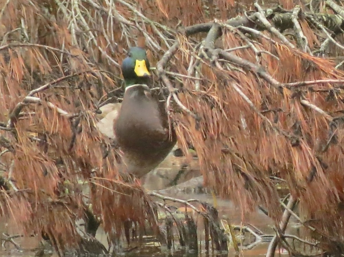 Крижень звичайний - ML645894382