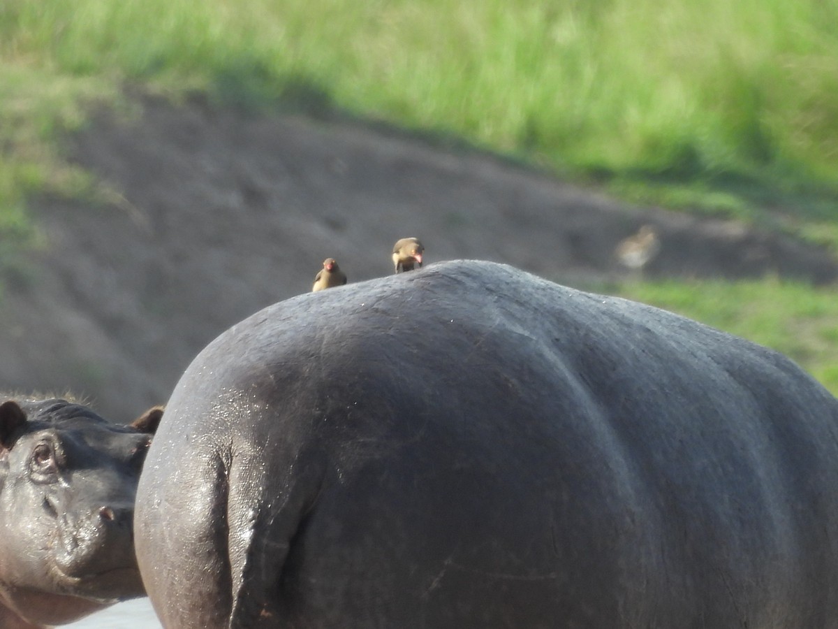 Ґедзеїд червонодзьобий - ML645894383