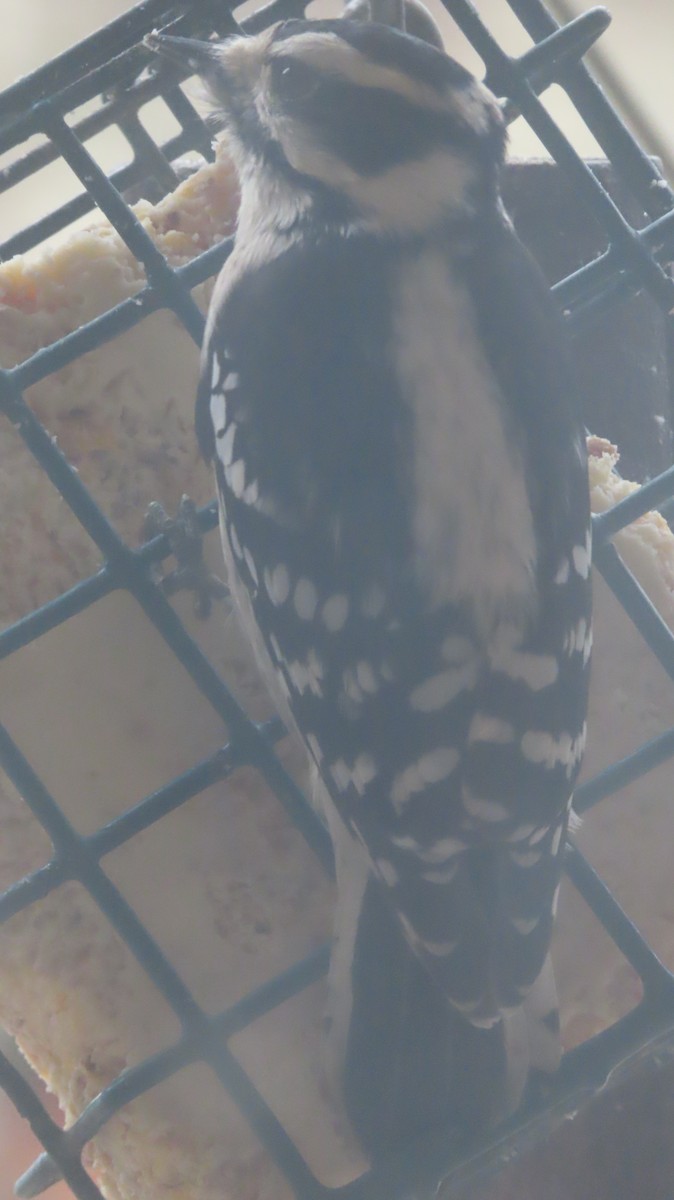 Дятел пухнастий - ML645894384