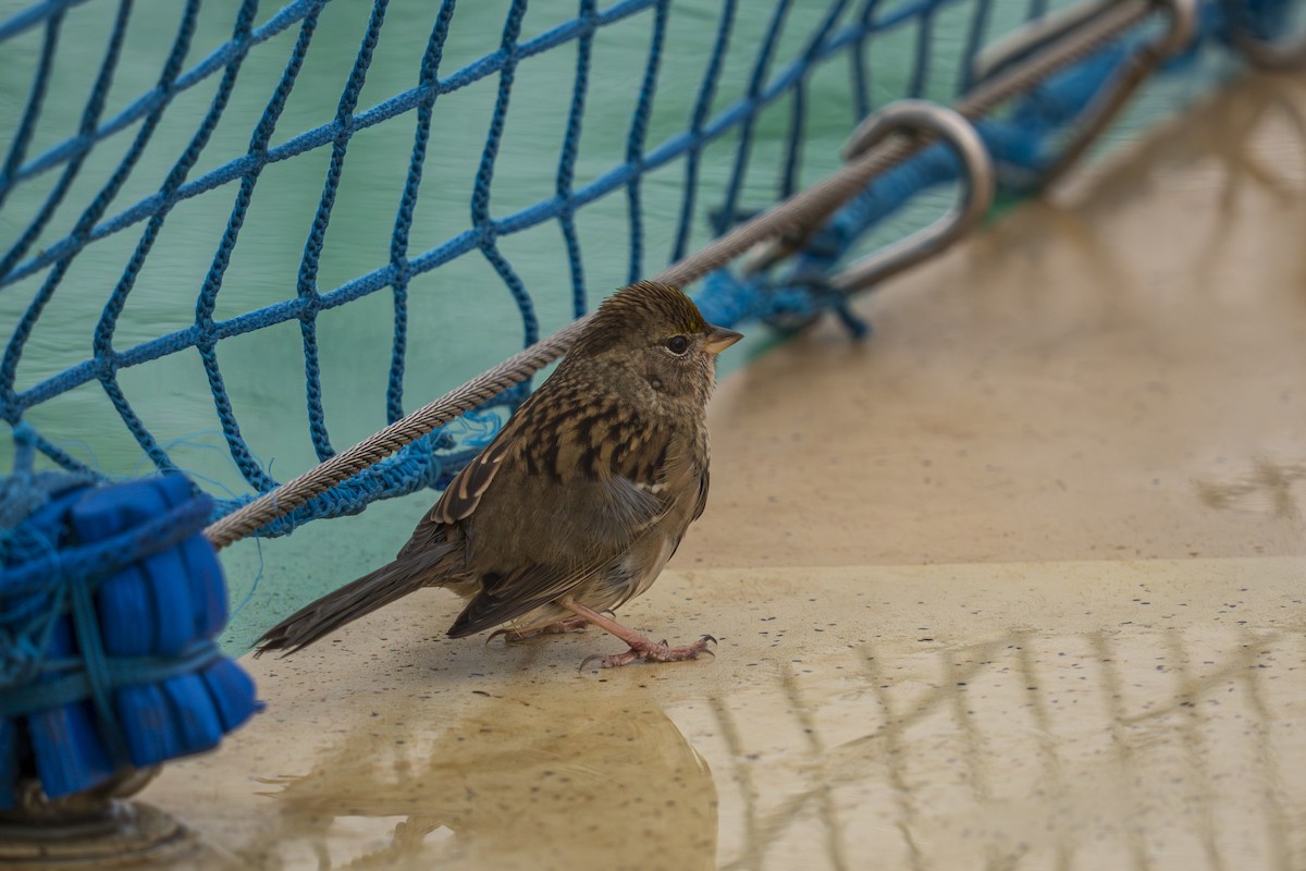 Бруант чорнобровий - ML645894385