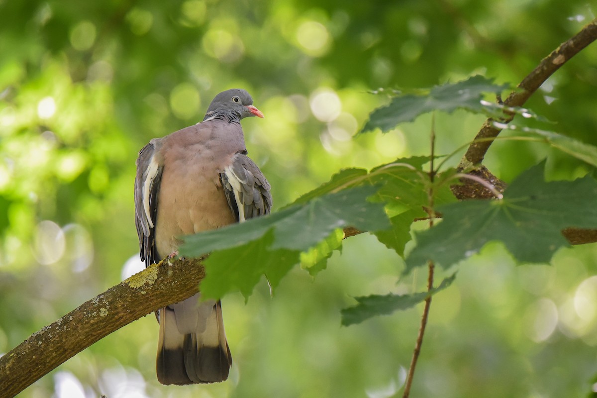 Припутень - ML645894386