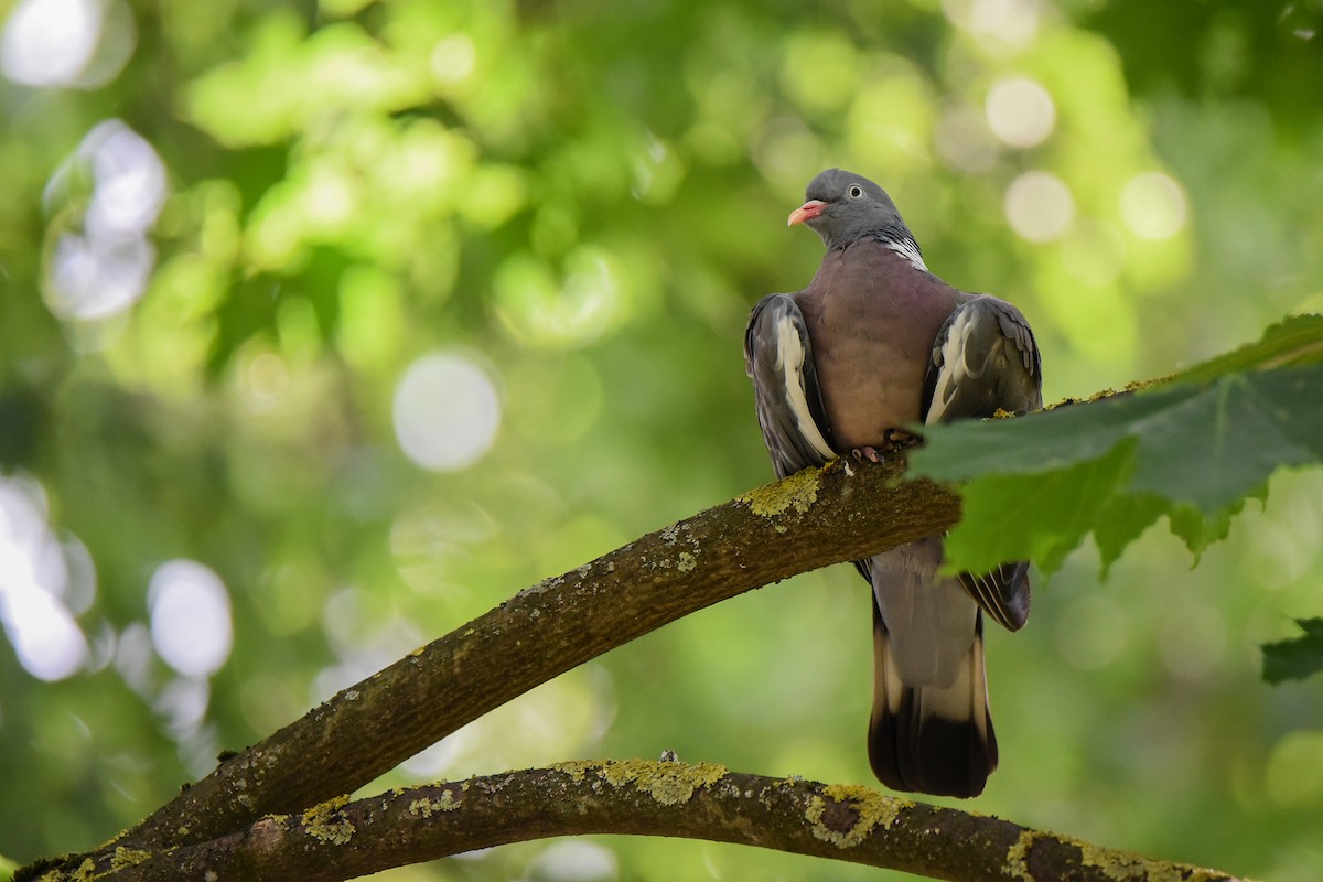 Припутень - ML645894387