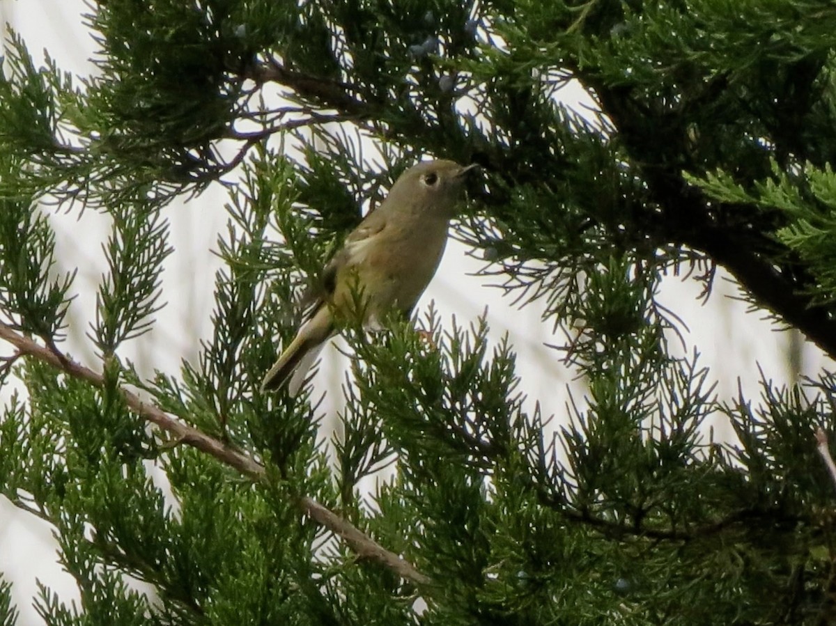 Золотомушка рубіновочуба - ML645894388