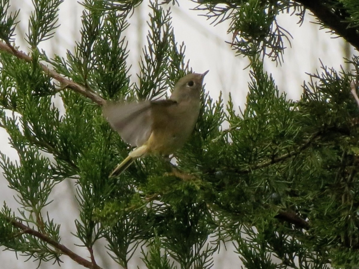 Золотомушка рубіновочуба - ML645894389