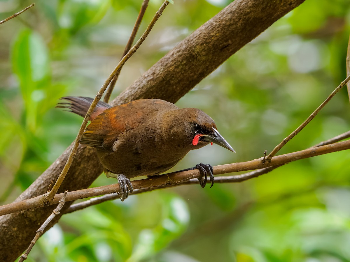 Тіко південний - ML645894391