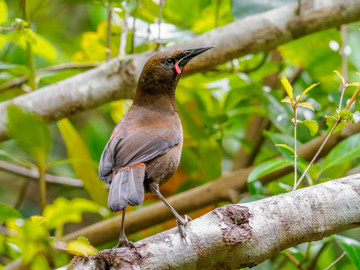 Тіко південний - ML645894392