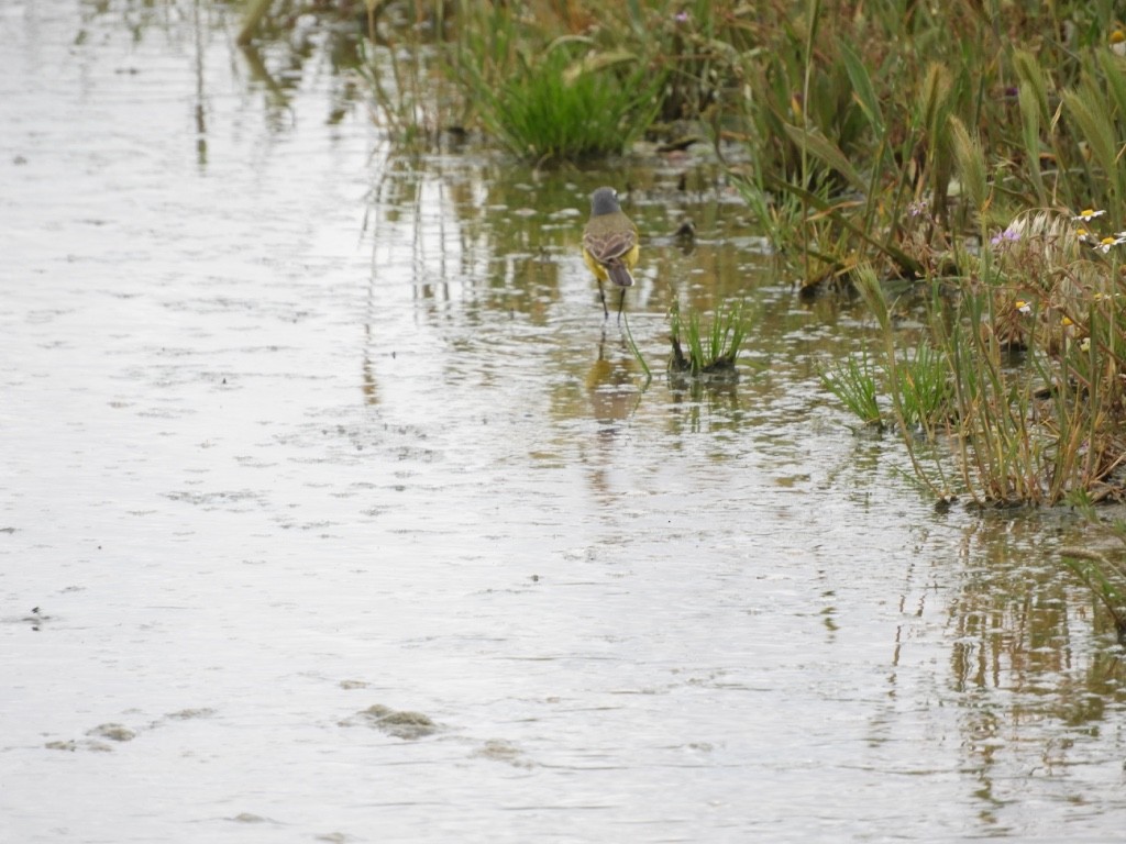 Плиска жовта - ML645894393