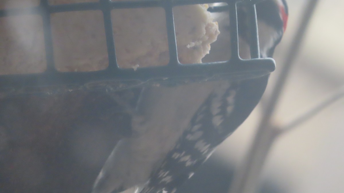 Дятел пухнастий - ML645894394