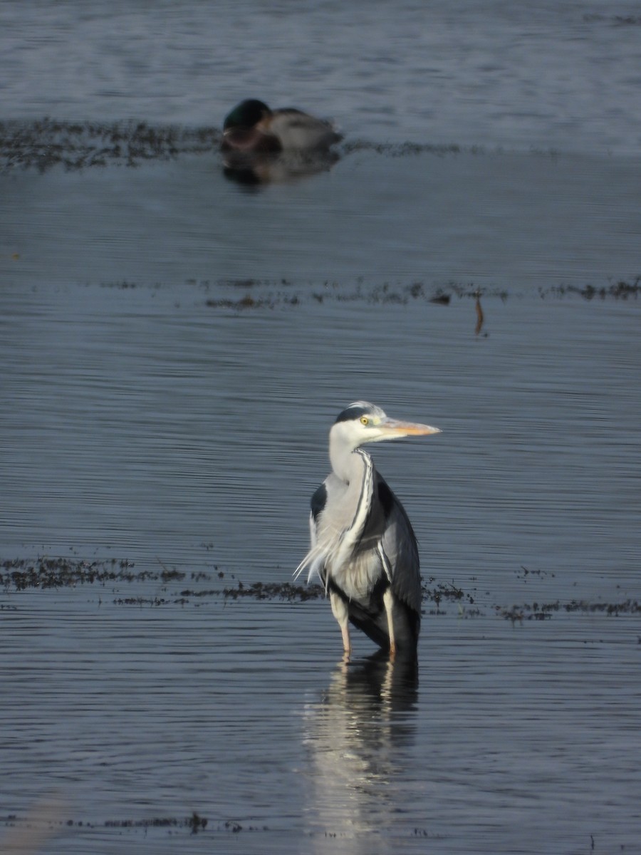 Чапля сіра - ML645894395