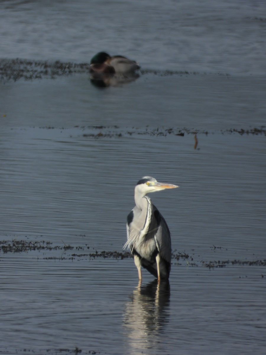 Чапля сіра - ML645894396
