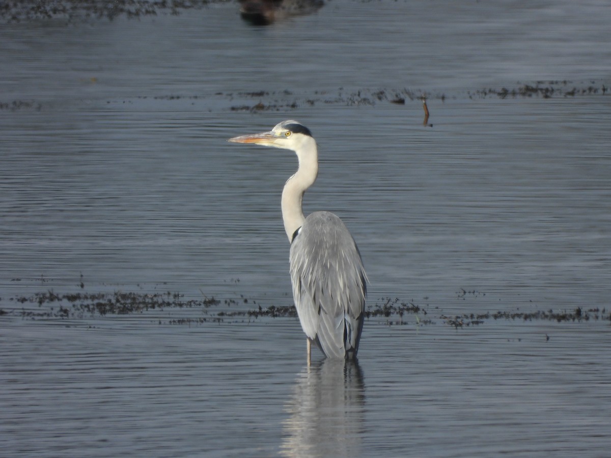 Чапля сіра - ML645894400