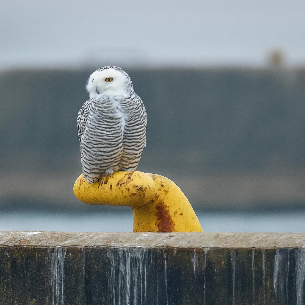 Сова біла - ML645894401