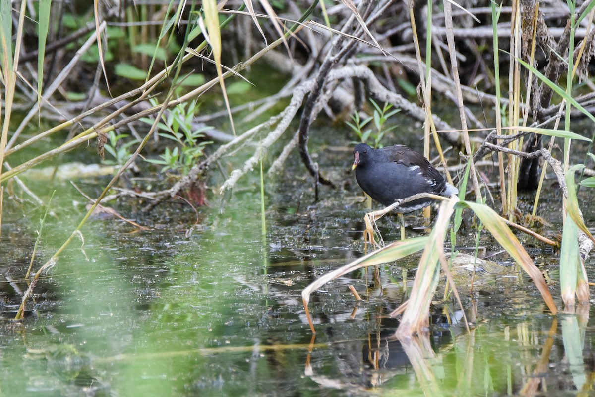 Курочка водяна - ML645894402