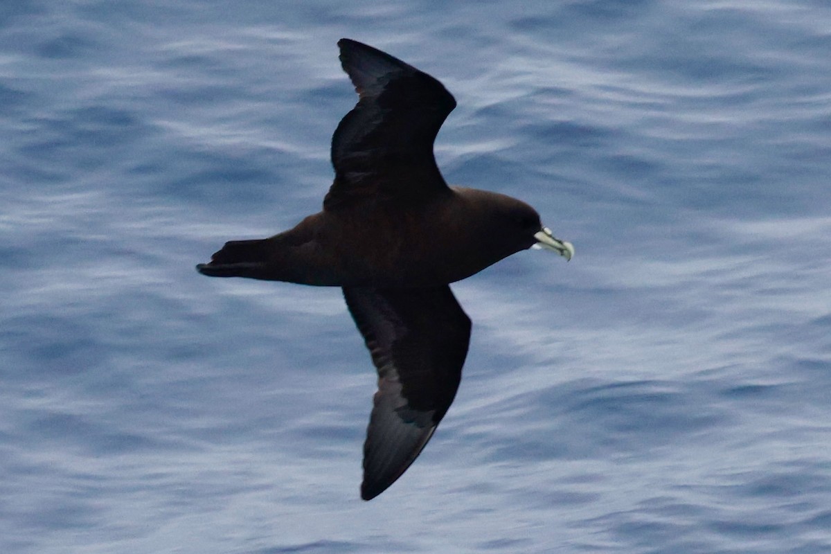 Буревісник білогорлий - ML645894403