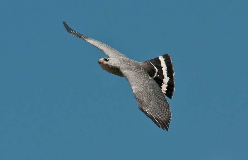 Gray-lined Hawk - ML645894407