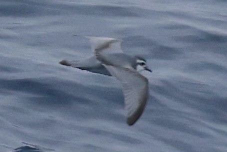 antarktishvalfugl - ML645894409