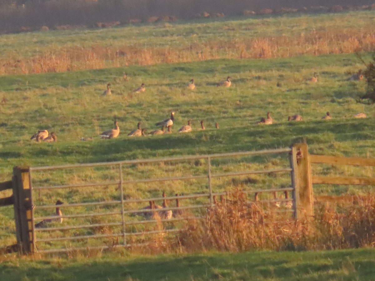 Barnacle Goose - ML645894411