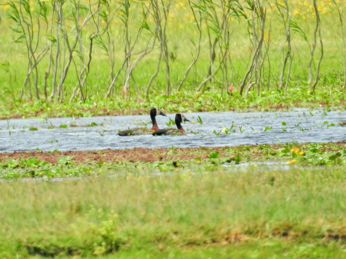 White-faced Whistling-Duck - ML645894412