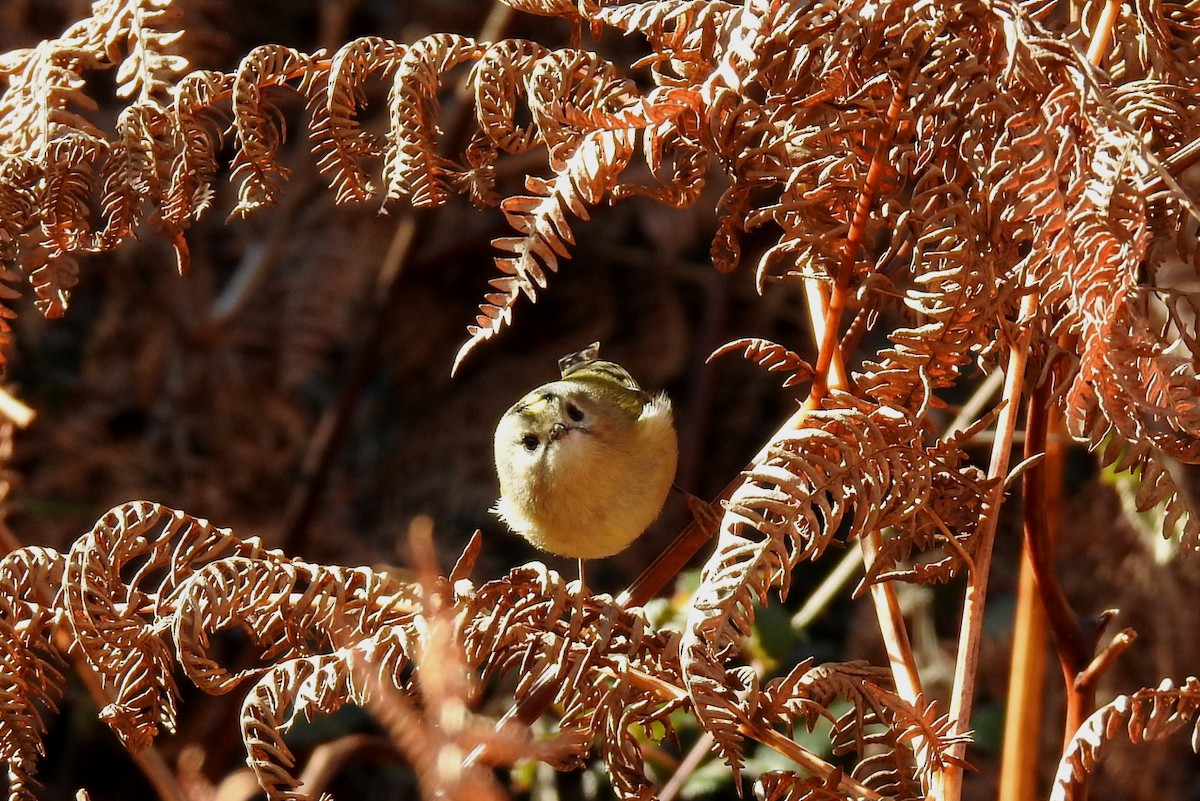 戴菊鳥 - ML645894422