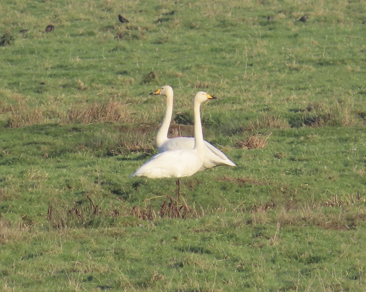 Whooper Swan - ML645894423