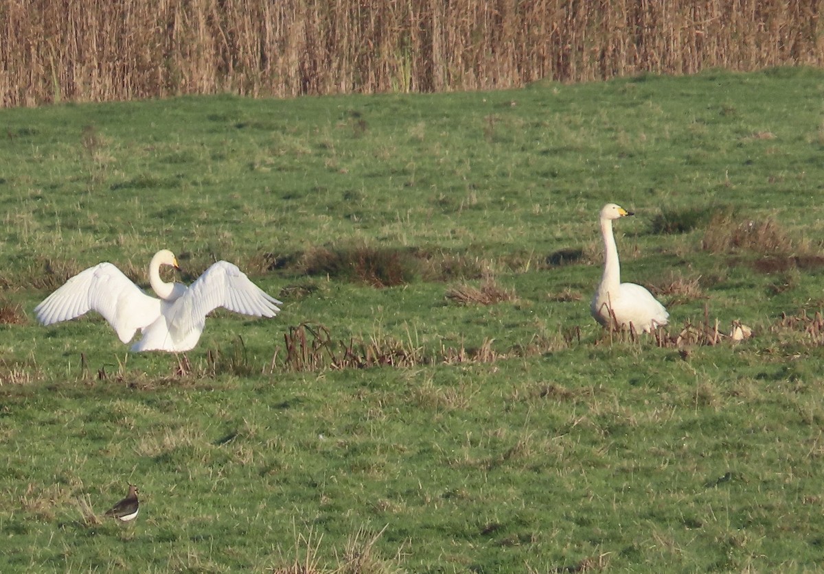 Whooper Swan - ML645894424