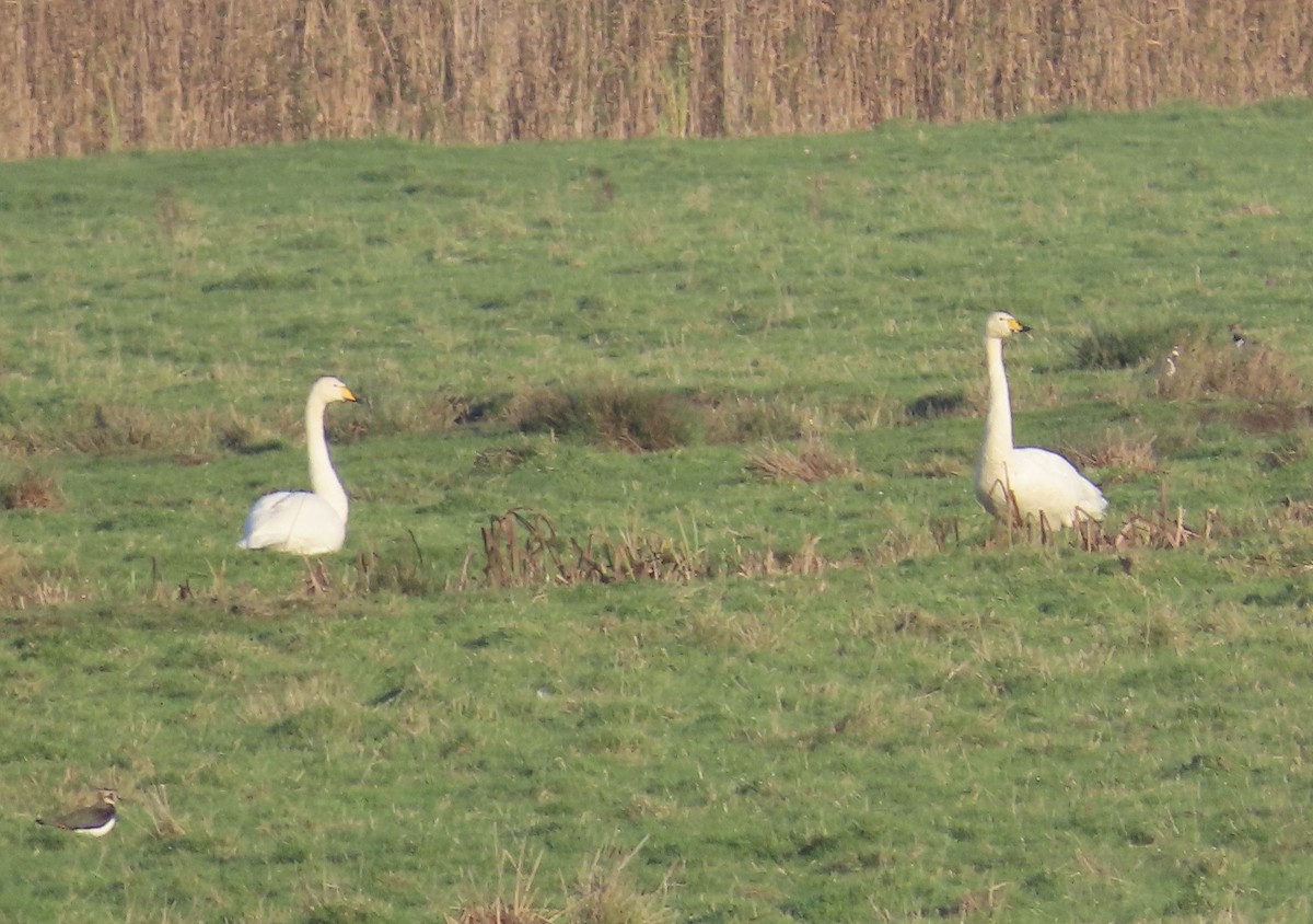 Whooper Swan - ML645894425