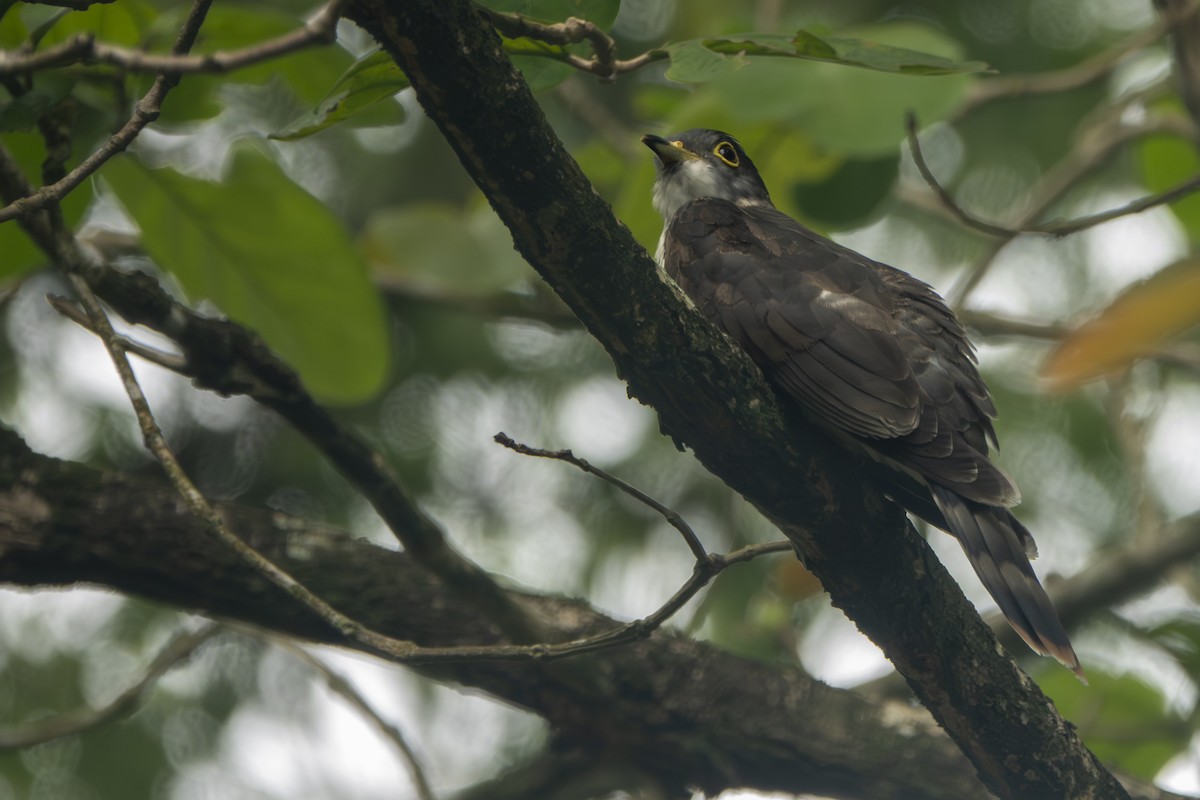 Malaysian Hawk-Cuckoo - ML645894428